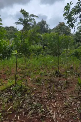 babi hutan merusak di kebun warga