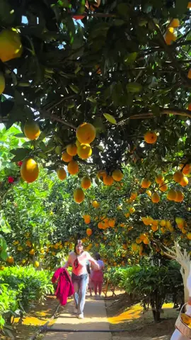 Vườn cam Ly Chiến Hoa Mộc Châu cập nhật tình hình của nhà vườn ngày 23/11/2025 ạ. Vẫn cứ là đẹp khách yêu ạ 🍊#vuoncamlymocchau #xuhuong 