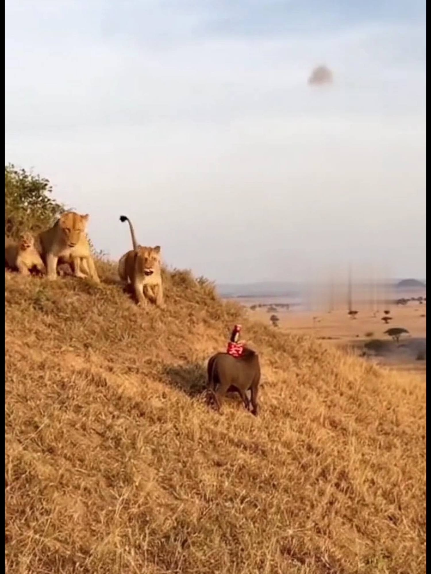 😂 Warthog vs Lion Funny Moments 🦁🐗