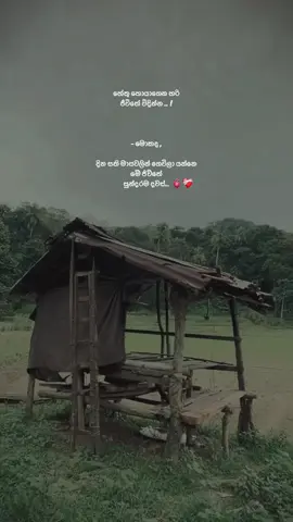 ජීව්තේ විදින්න ... ජීවිතේ සුන්දරම කාලෙ නැති කරගන්න එපා ! 🫀❤️‍🩹 . . . . #viral #tiktokviral #wadan_tik_tok #text #textvideo 