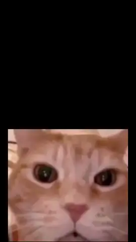 cat reaction 😂😂🤣🤣#following #foryoupage #fgyp #friends #funny 