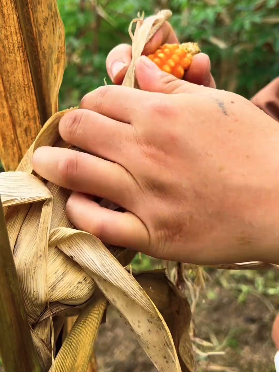 #NatureLovers #farmlands #greenpool #viralvideotiktok #follower #foryouu