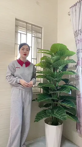 Mua nhanh k hết giá ạ #caycanh #caytrangtri #vairal #xuhuong 