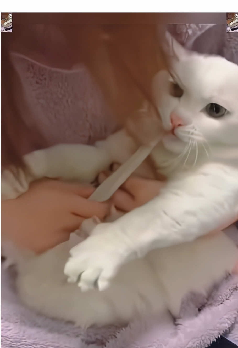 Funny videos 😂😂#fyp #foryou #funny#cat#usa🇺🇸 