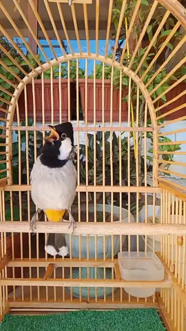 تغريد بلبل فحل مندلاوي  #بلبل_تمر_أليف  #بلابل_العراق_الحبيب  #بلابل_ديالى_العراق  #بلبل_عراقي_ابيض_الخدين #اكسبلور 