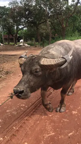 Ra đòn quá hay rồi nhưng chưa được may mắn #xuhuongtrauchoi2025 #datsinotrauchoi #xuhuongtiktok 