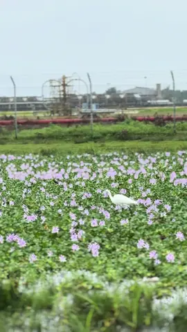 Swissnya Simpang Rangkaya 🌸  #capellahondaaceh #rangkaya #ziziregar #simpangrangkaya 