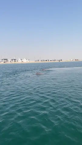 ما قدرت أقاوم منظرها لافت 🐬🐬 🤍🤍 أول مرة أشوفها بالطبيعة 😍🫀 #الخبر #الظهران #شاطئ_الصدف #شاطئ_نصف_القمر #الشرقيه 