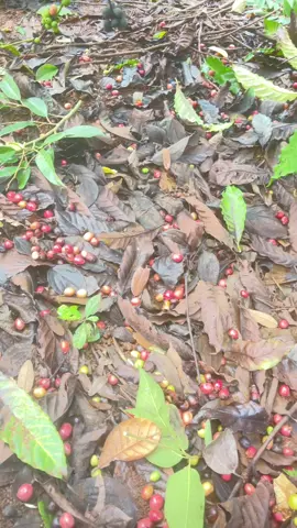 Sau trận mưa dài cà phê, tiêu rụng đầy gốc.