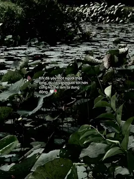 khi đã yêu một người thật lòng dù có vạn người tốt hơn cũng ko thể làm ta dung động