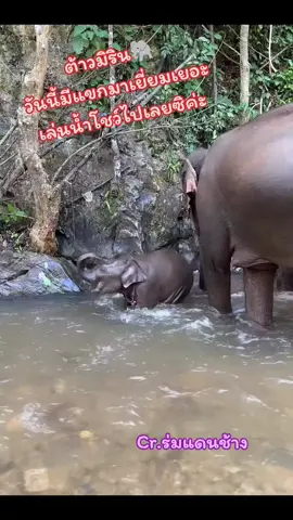 #ช้าง #ช้างไทย #คนรักช้าง🐘💚 #ร่มแดนช้าง 