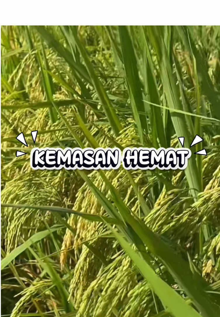 Pupuk asam amino greenforce yang lebih hemat #pupukasamamino #asamamino #greenforce #petanipadi #creatorsearchinsight 