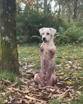 Abandoned, Mutilated, Then Rescued: This Two-Legged Dog's Inspiring Fight for Joy Will Change Your Life