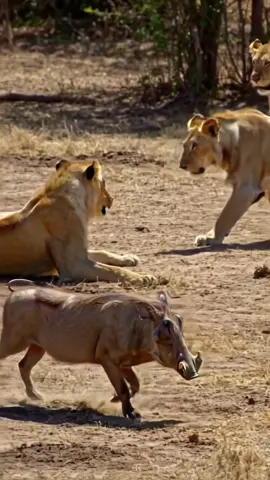 #viral #fypシ゚viral🖤tiktok 