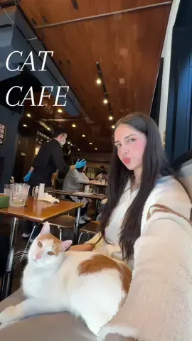 The way all the cats started snuggling me 😭❤️