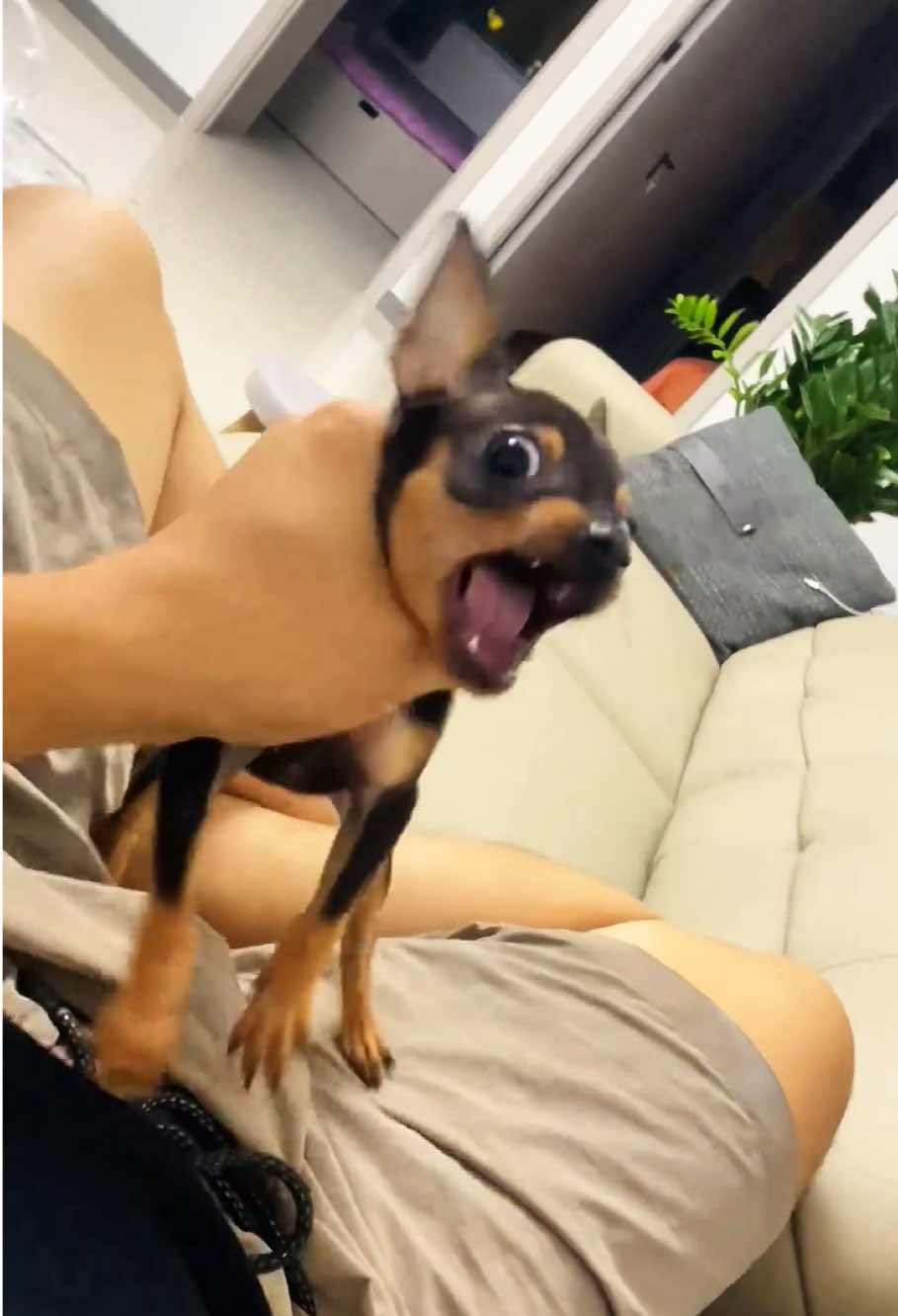 Angry Chihuahua#funny #chihuahua #dogs #funnyanimals #funnydog 