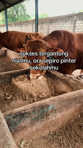 maem sng katah lee😄#peternakmuda #kediri24jam #udwahyuabadifarm #sapijumbo #peternaksapiindonesia #fy #fyp 