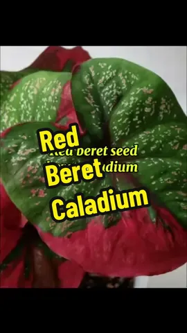 Biji benih bunga keladi merah #red beret caladium #mudah tanam #
