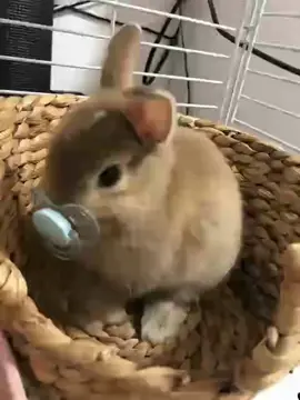 みゅう生後2ヶ月の時の🐰🩷このカゴは1週間で解体してた😂 #Grok #rabbit #ペットのいる暮らし #うさぎ #おすすめにのりたい 