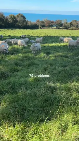 Counting down my problems… and letting Sunday do its magic 🐑🌄 #chucklinggoat #sheep #sundaychill #relaxing #scenery 
