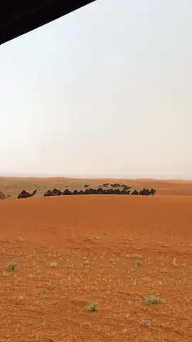 #الاكسبلوررررررررر #🌷🌷🌷 