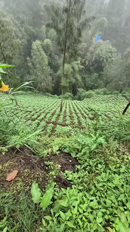 #petanimuda #petaniindonesia🇮🇩🇮🇩🇮🇩🌿🌿 