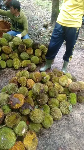 Apa gak menyala tuh 🔥🔥 #musimdurian #hujan🌧️ #fyp 