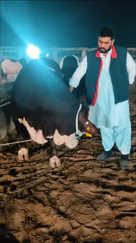 The Majestic and Most Hyped bull of  Decent Cattle Farm Sahiwal - MEGATRON - The Braford One of The Most Beautiful and Show Stopper of Today’s Mega Event! MA SHA ALLAH MA SHA ALLAH   #DecentCattleFarm #Sahiwal  #