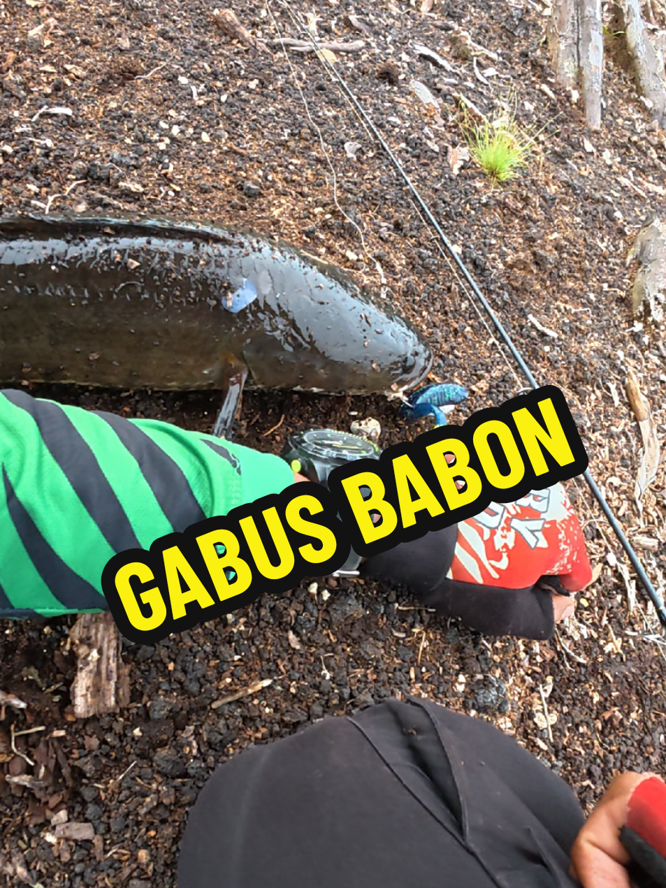 Kali ini kita dikasih Babon. #lynchgacor #gacorfishingteam #gacorrr🔥 #gacor #gabusgacor 