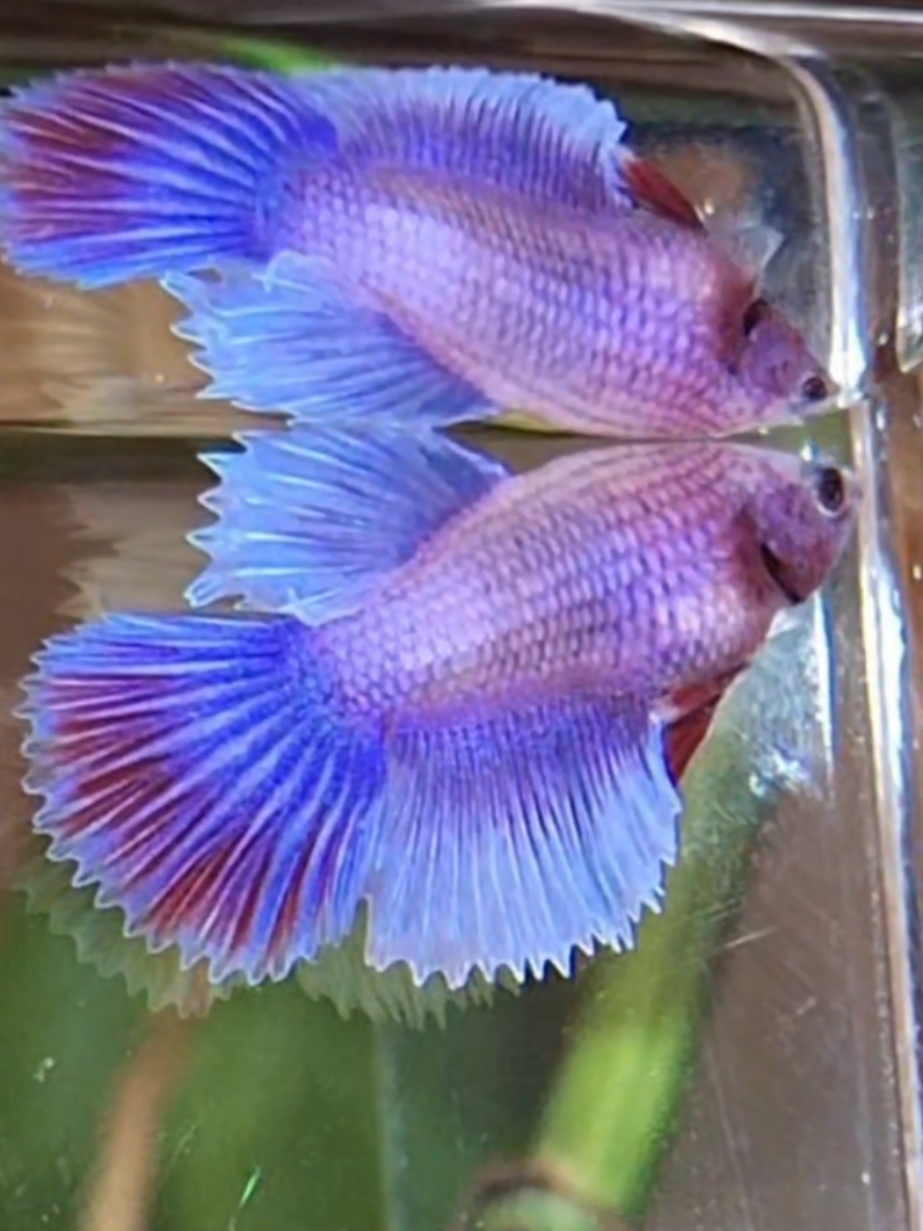 a sneak peek at what's cookin👀👀👀 🔥🔥something Fierce  and Pink is near.. 🐉💖PINK AND PURPLE DRAGONS!!🐉💜 Coming.. SOON!!↩️🌸 #bettafish #bettatank #fishtanks  #rare  #bettalover 