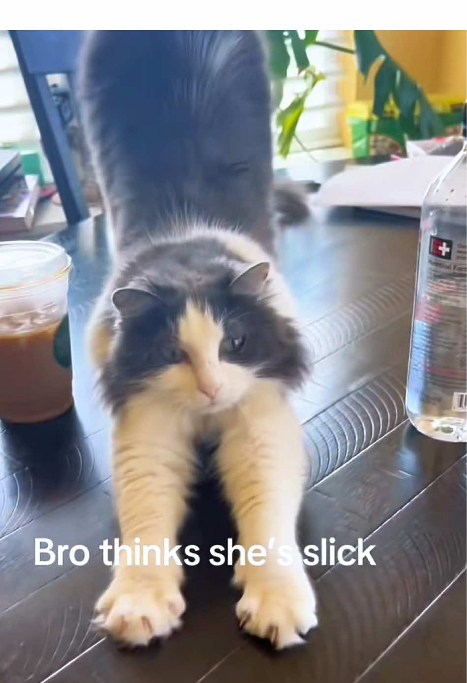 When the cats begin their dramatic performance 🐱#cat #cats #catslovers #catsoftiktok #usa_tiktok 