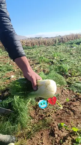 #سطيف #الجزائر #fyp 