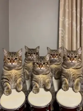 #catsoftiktok #catlucuviraltiktok #foryoupage #kucinglucu #cat 