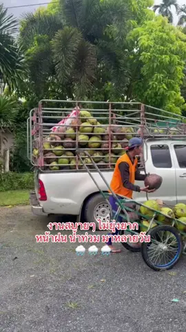 ขอบคุณพ่อหน้าฝน น้ำท่วมมาหลายวัน 🌧️พอฝนซา ปุ๊บ…พ่อค้าประจำก็ขับรถมารับมะพร้าวหน้าสวนทันทีเลยค่ะ 🌴 ข้อดีของการปลูกมะพร้าวคือ ฝนตก แดดร้อน น้ำเยอะ ก็ยังพอมีรายได้หมุนเวียน ประคองสวนไปได้เรื่อยๆ 🤎 #มะพร้าวแกง #ชุมพร2 #มะพร้าวน้ําหอมรอินทรีย์ #ชีวิตคนทำสวน #สุขแบบบ้านๆ