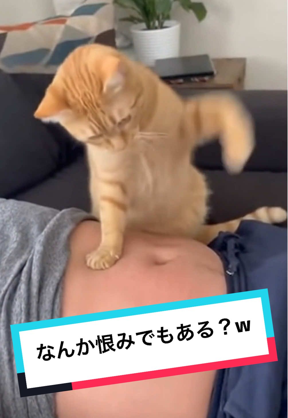 ハンマー猫パンチぬこさん#sora2 #ai生成動画 #猫 #猫パンチ #癒し動画 