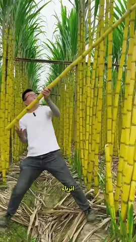 سر القصب الاصفر #shorts #اكسبلور #stitch #الشعب_الصيني_ماله_حل😂😂 