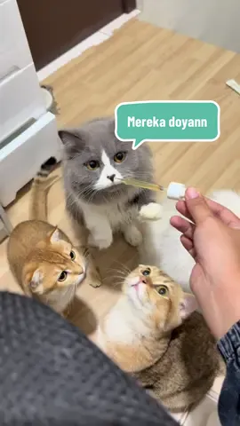 Banyak banget manfaatnya 🥰 . . #protema #naturaboost #vitaminkucing #viral #fyp @maggproindonesia 