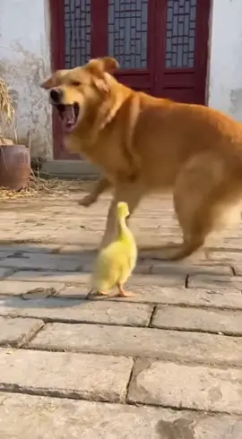 xém tí nữa là…. 😂😂 #dog #animalfunfacts #funny #xh 