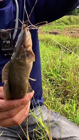 Ra đồng câu cá mà được cả chuột đồng #LongPhaQuế #fishing #longphaquế #câucá #mồicâuphúthành 