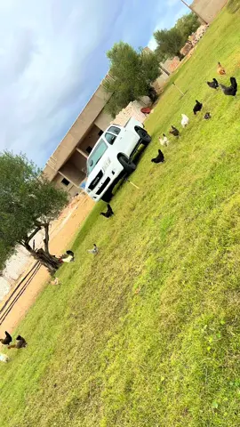 #الزاوية_العنقاء_ليبيا🇱🇾 #أبوصرة 