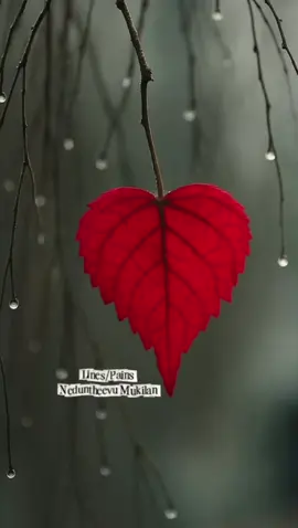 எல்லா கோணங்களிலும் சிந்திக்கும் அளவுக்கு முதிர்ச்சி அடையாத நபரோடு வாதிடாதே 🙏 #neduntheevumukilan 