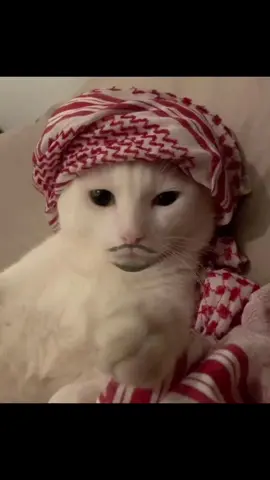 😂😂😂.  .  .  #تصميمي🎬🙅 #مالي_خلق_احط_هاشتاقات🧢 #yyyyyyyyyyy #اذكروا_الله_يذكركم  🙂😂🖐🏻