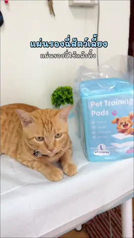 #แผ่นรองฉี่สัตว์เลี้ยง #แผ่นรองฉี่ใช้แล้วทิ้ง #แผ่นรองฉี่หมาแมว #นายหน้าtiktokshop #fyp 