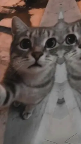 anaga dunidaana duni noo ah😂🧘🏼‍♀️🎤#💗 #cat_funny #viyuusproplem💔😭 #like #folowme 