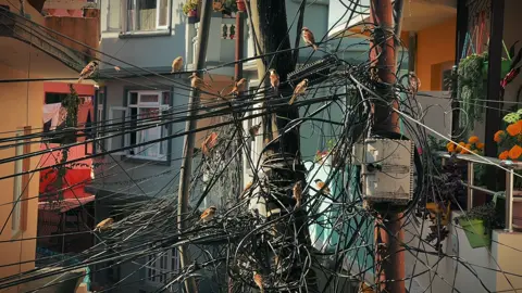 🦅 #fyp #cinematic 