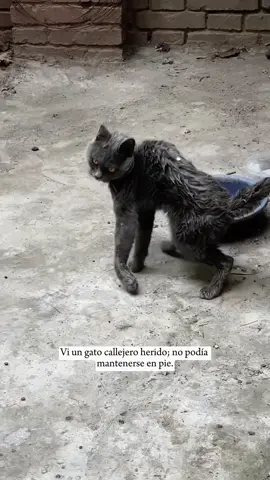 I saw an injured stray cat that couldn't even stand up.#animals #Foryou #Friendship #Us
