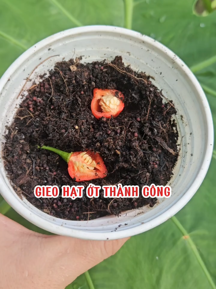 Gieo hạt ớt trái tim thành công. #trongrau #loanlamvuon #pepper #ớt #trongot 