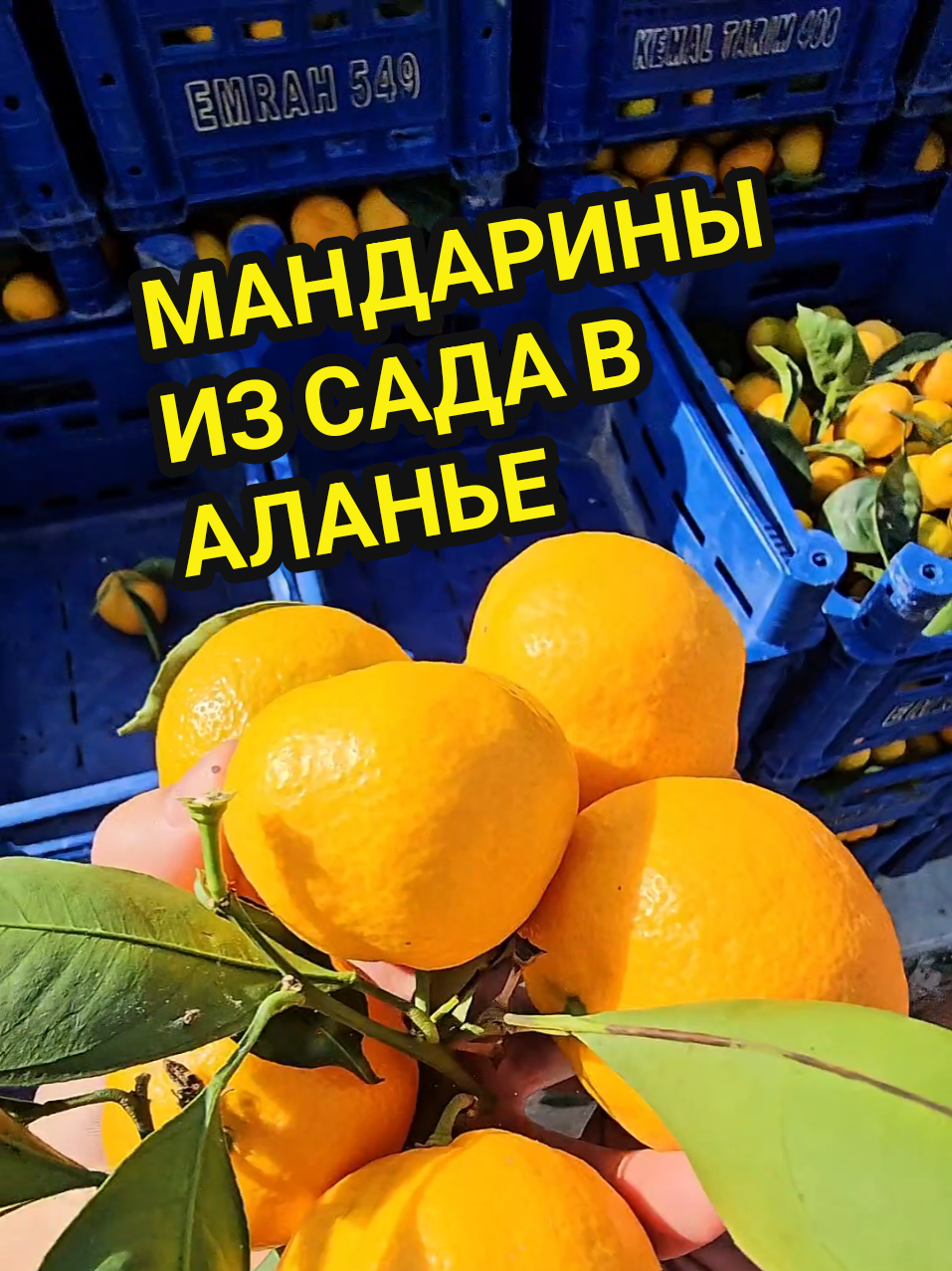 Сезон цитрусовых в Турции 🇹🇷 Цена на мандарины из сада! #Аланья #Турция #жизньвтурции #отдыхуморя #квартираваланье 