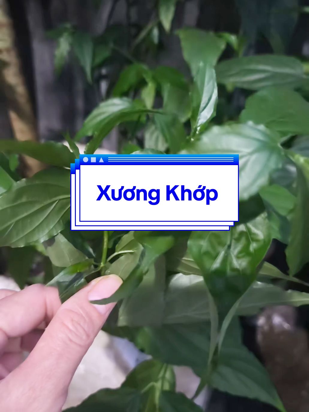 Cây Xương Khỉ Hỗ Trợ Các Vấn Đề Về Xương Khớp #xuongkhop #daunhucxuongkhop #cayxuongkhi #baithuocdangian #suckhoe #moinguoi #xhtiktok @🌱 Thảo Dược Như @🌱 Thảo Dược Như 