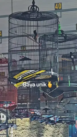 kita poles lagi biar makin asyikk #sorotan #kicaumaniaindonesia #muraibatumania #muraibatujawara #muraibatuindonesia 